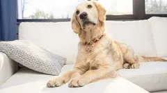 De ce câinele tău ocupă locul de pe canapea: care este motivul și când trebuie să acționezi cu înțelepciune.