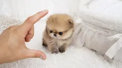 10 câini „de buzunar”: rase miniaturale pentru cei care adoră să-și ia animalul de companie cu ei