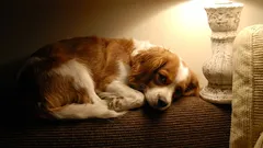 Merită să lăsăm lumina aprinsă când câinele rămâne singur acasă?