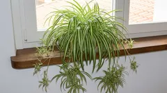 5 prieteni verzi de neucis: plante de pervaz care vă vor ierta orice