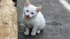 Își amintesc pisicile că au fost luate de pe stradă — și cum le putem ajuta să-și depășească trecutul traumatizant?