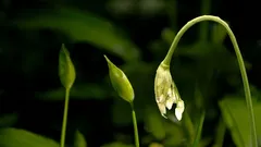 Doar 4 săptămâni pe an: toți grădinarii experimentați culeg aceste muguri chiar acum.